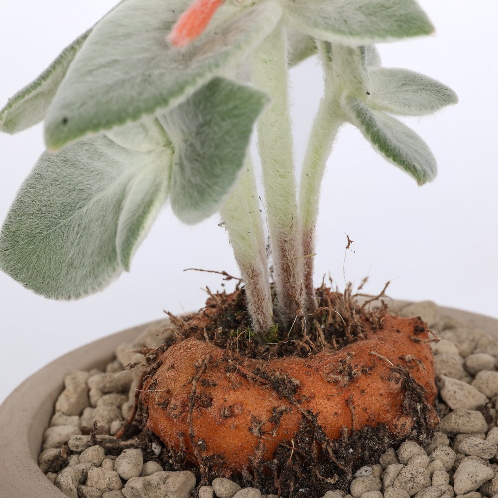Sinningia leucotricha Ø 10,5 cm