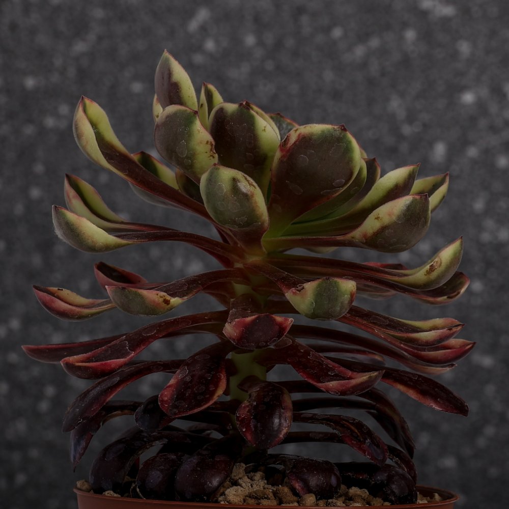 Aeonium 'Superbang' f. variegata Ø 12 cm