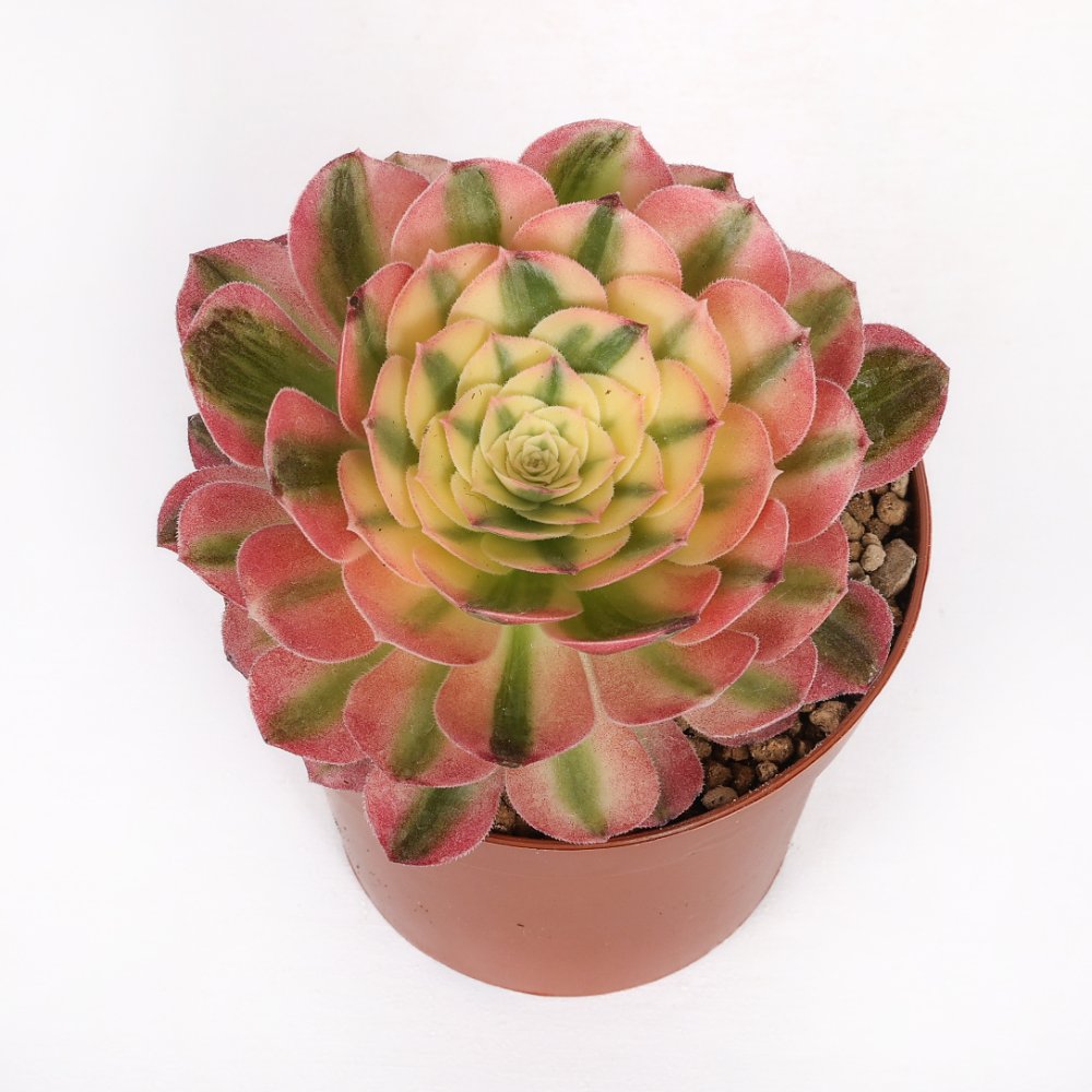 Aeonium 'Sea king' f. variegata Ø 12 cm