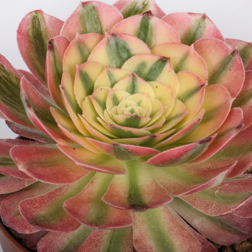 Aeonium 'Sea king' f. variegata Ø 12 cm