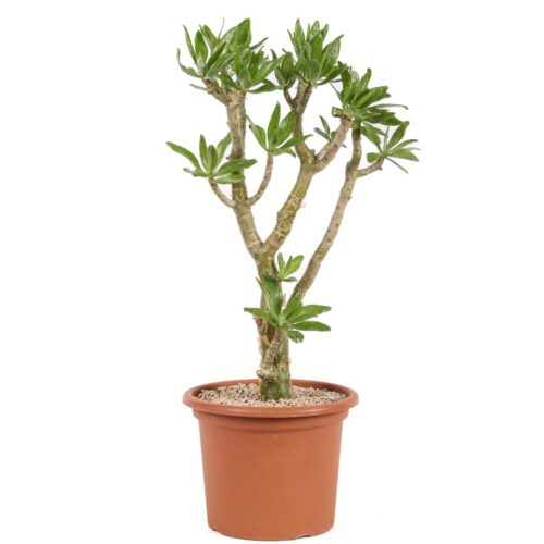 Tylecodon paniculatus Ø 25