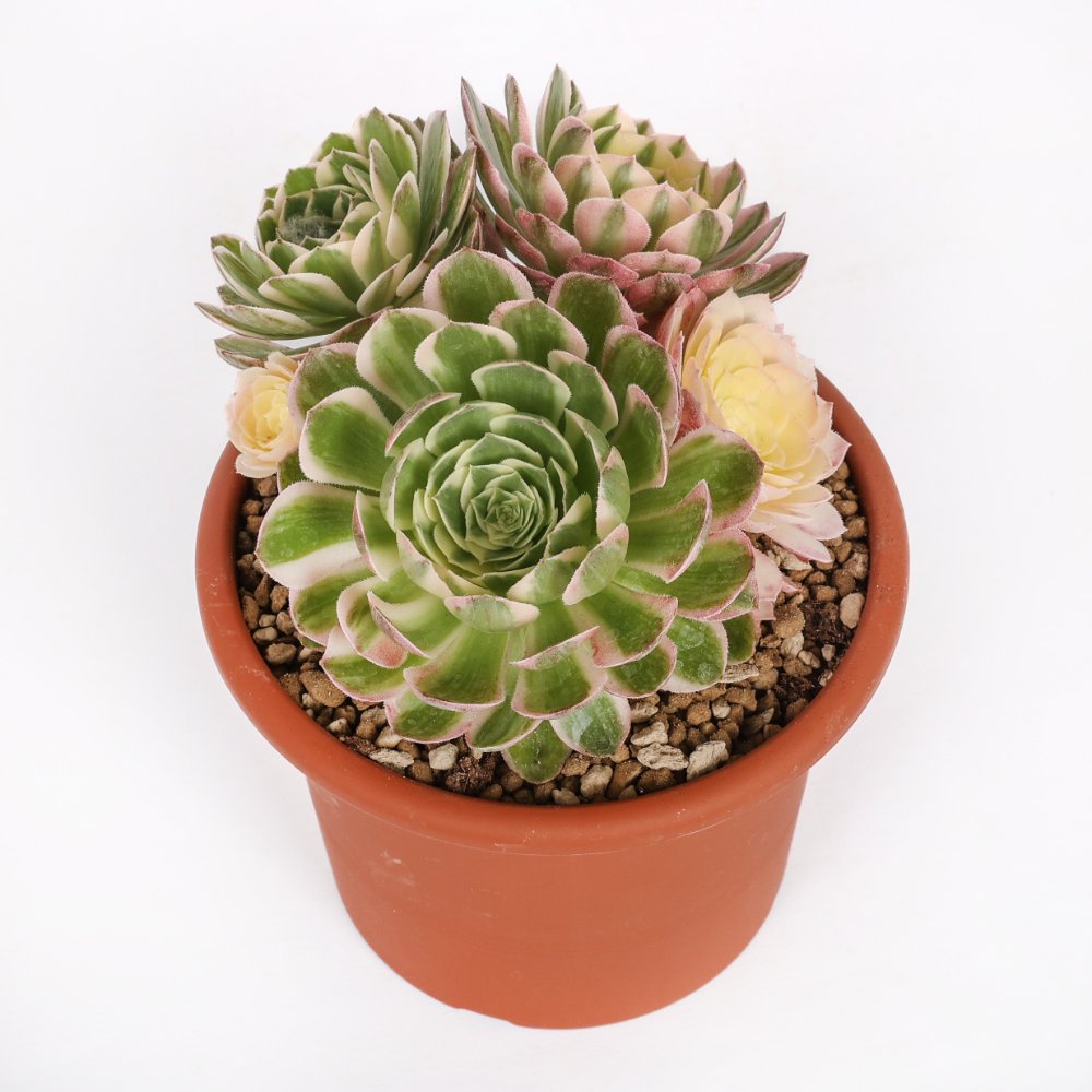 Aeonium 'Sea king' f. variegata Ø 18 cm