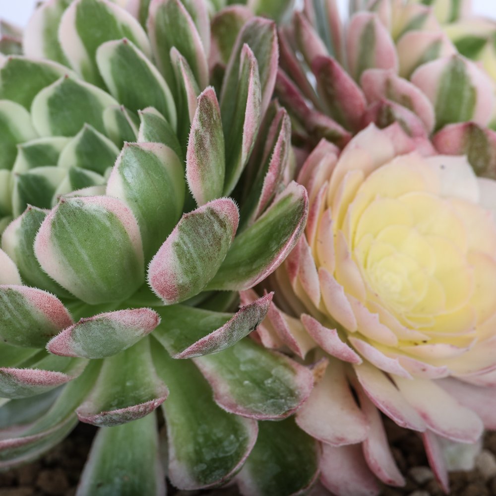 Aeonium 'Sea king' f. variegata Ø 18 cm