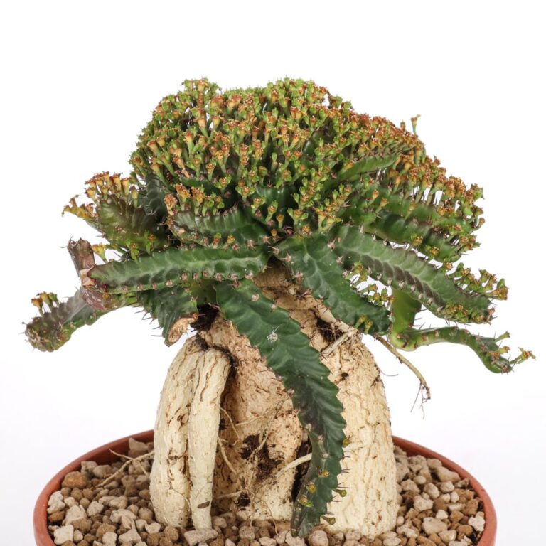 Euphorbia Stellata Ø 18 cm