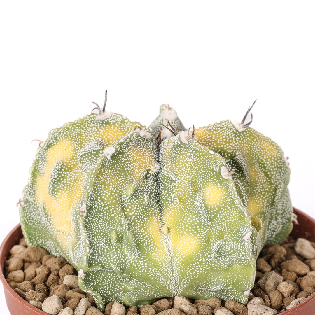 Astrophytum ornatum x Fukuryu variegato Ø 10,5 cm Astrophytum ornatum x Fukuryu variegato Ø 10,5 cm