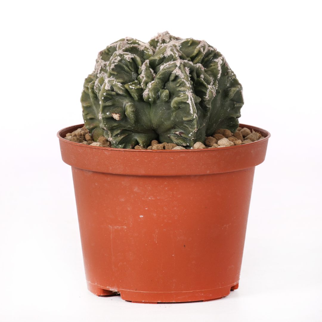 Astrophytum myriostigma Fukuryu mostruoso Ø 10,5 cm