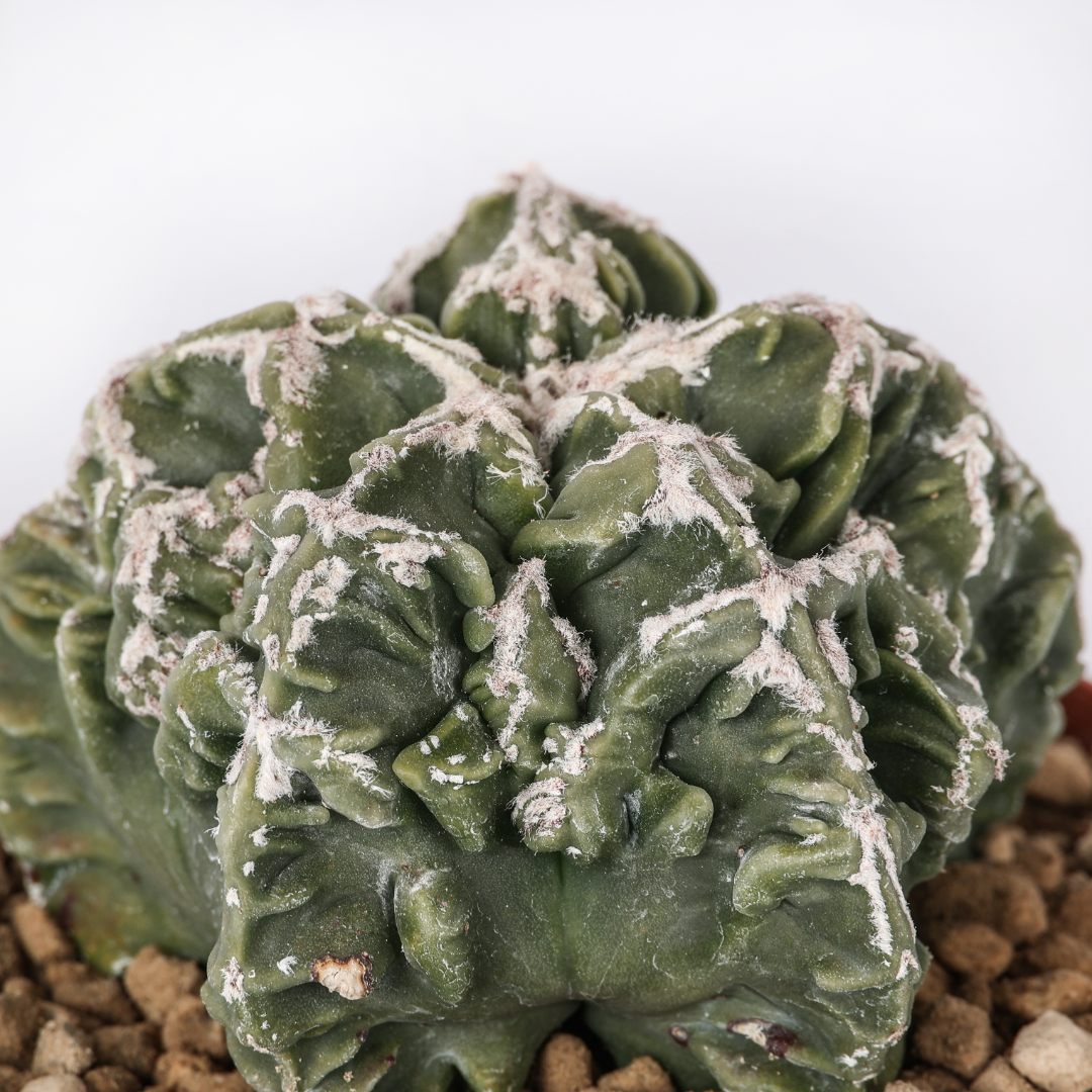 Astrophytum myriostigma Fukuryu mostruoso Ø 10,5 cm