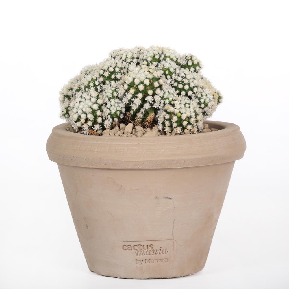 Mammillaria gracilis Oruga Ø 14