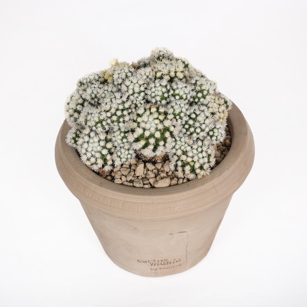 Mammillaria gracilis Oruga Ø 14