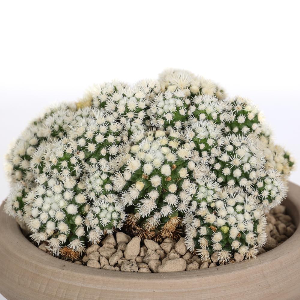 Mammillaria gracilis Oruga Ø 14