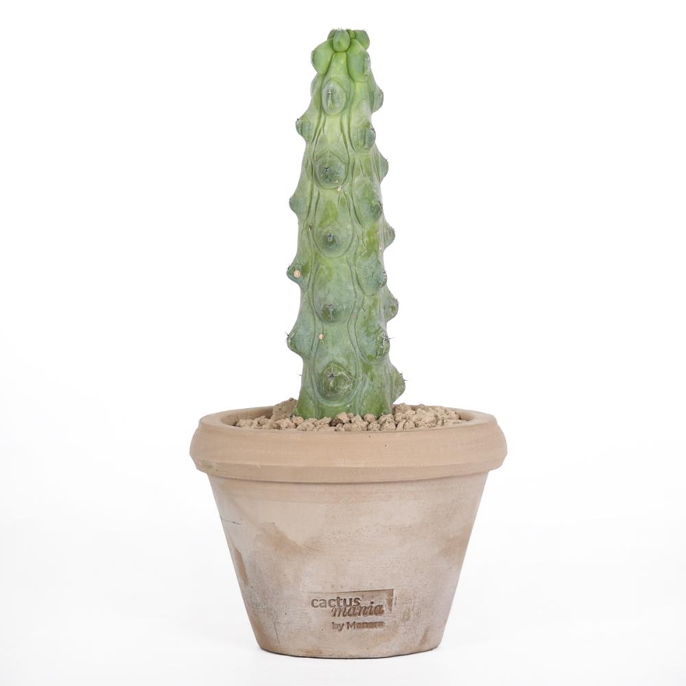 Myrtillocactus geometrizans Fukurokuryuzinboku Ø 14