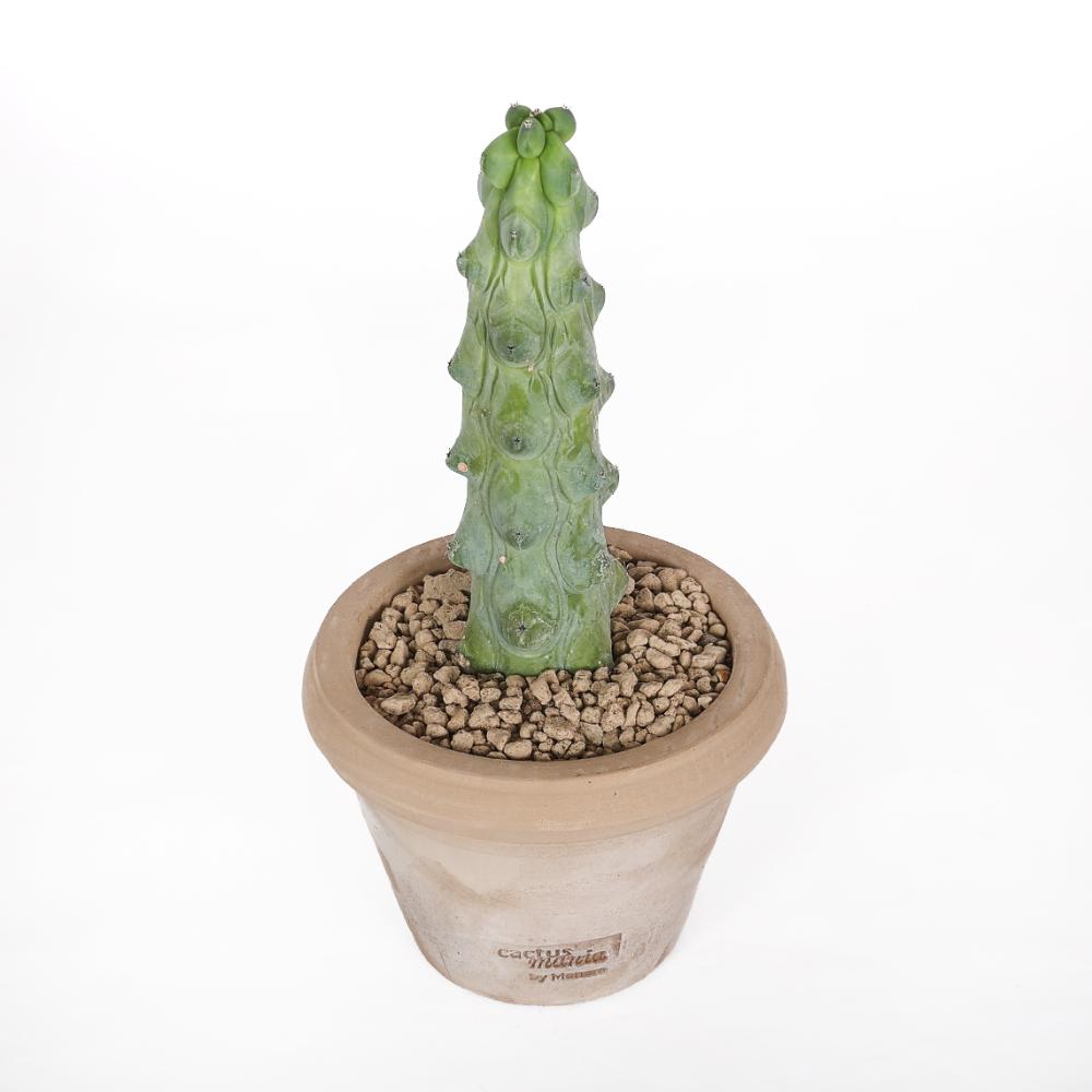 Myrtillocactus geometrizans Fukurokuryuzinboku Ø 14