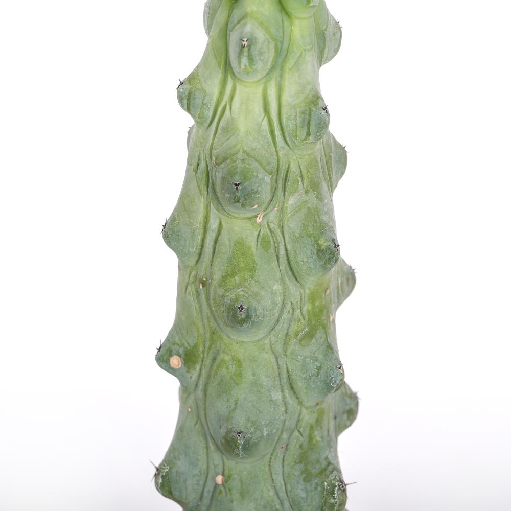 Myrtillocactus geometrizans Fukurokuryuzinboku Ø 14
