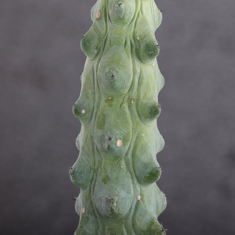 Myrtillocactus geometrizans Fukurokuryuzinboku Ø 14