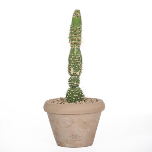 Cleistocactus jujuyensis f. mostruosa Ø 14