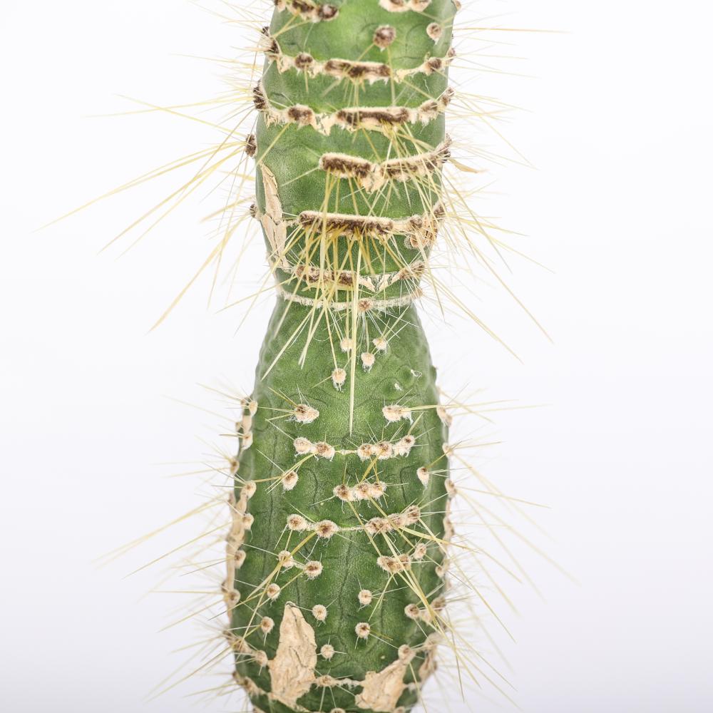 Cleistocactus jujuyensis f. mostruosa Ø 14