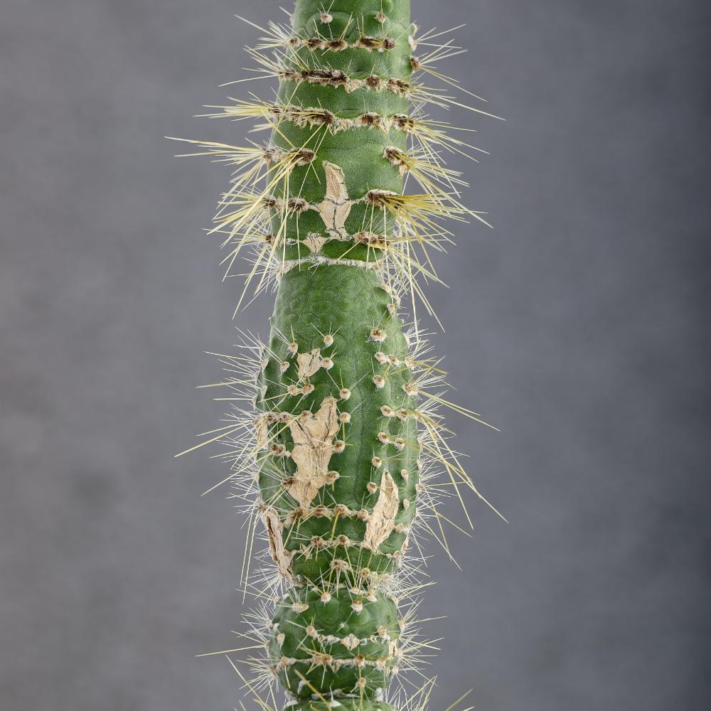 Cleistocactus jujuyensis f. mostruosa Ø 14