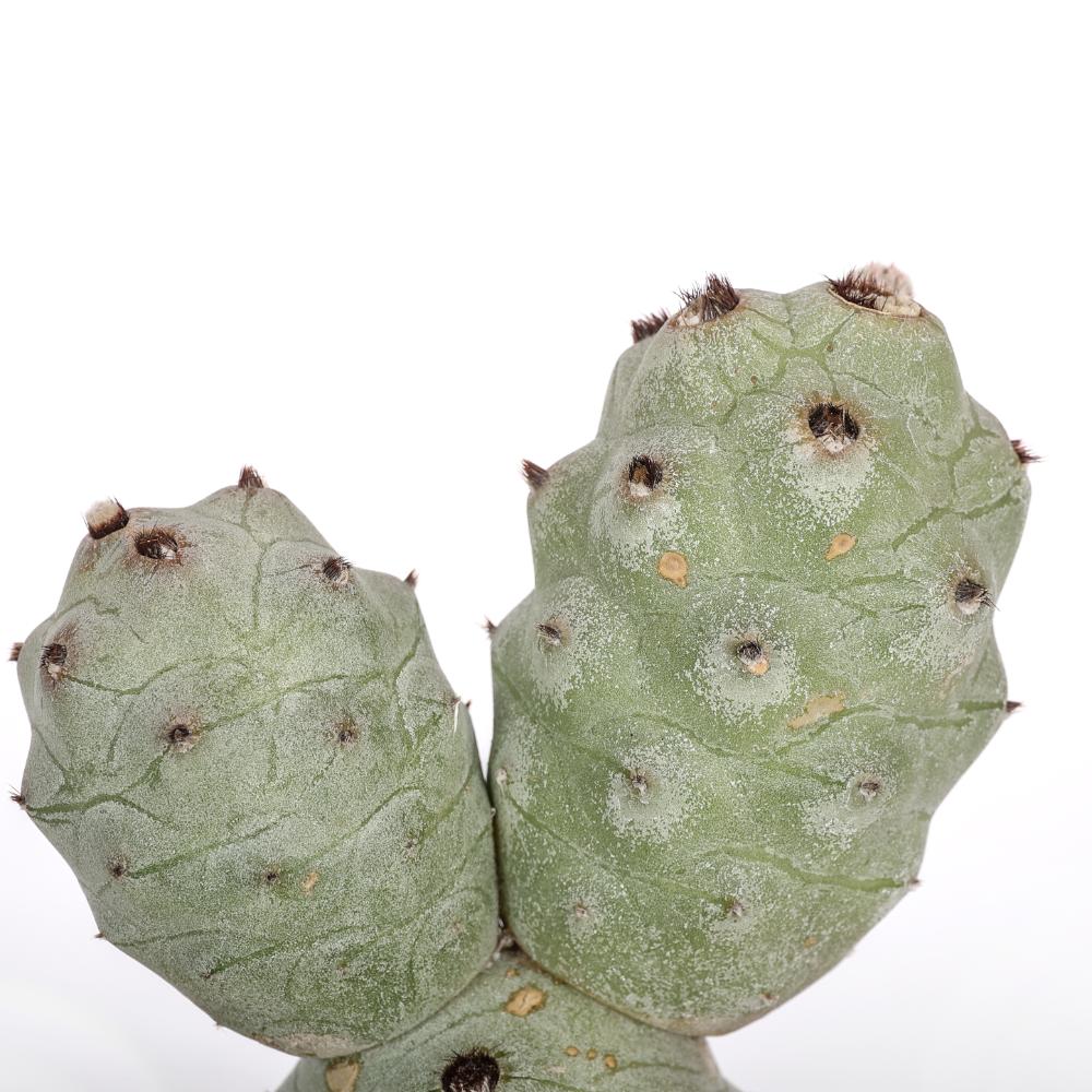 Tephrocactus articulatus v. calvus Ø 14