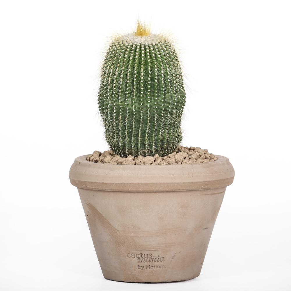 Notocactus leninghausii inermis Ø 14 cm