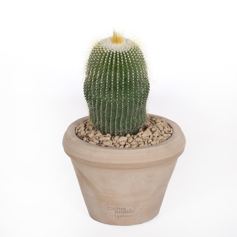 Notocactus leninghausii inermis Ø 14 cm