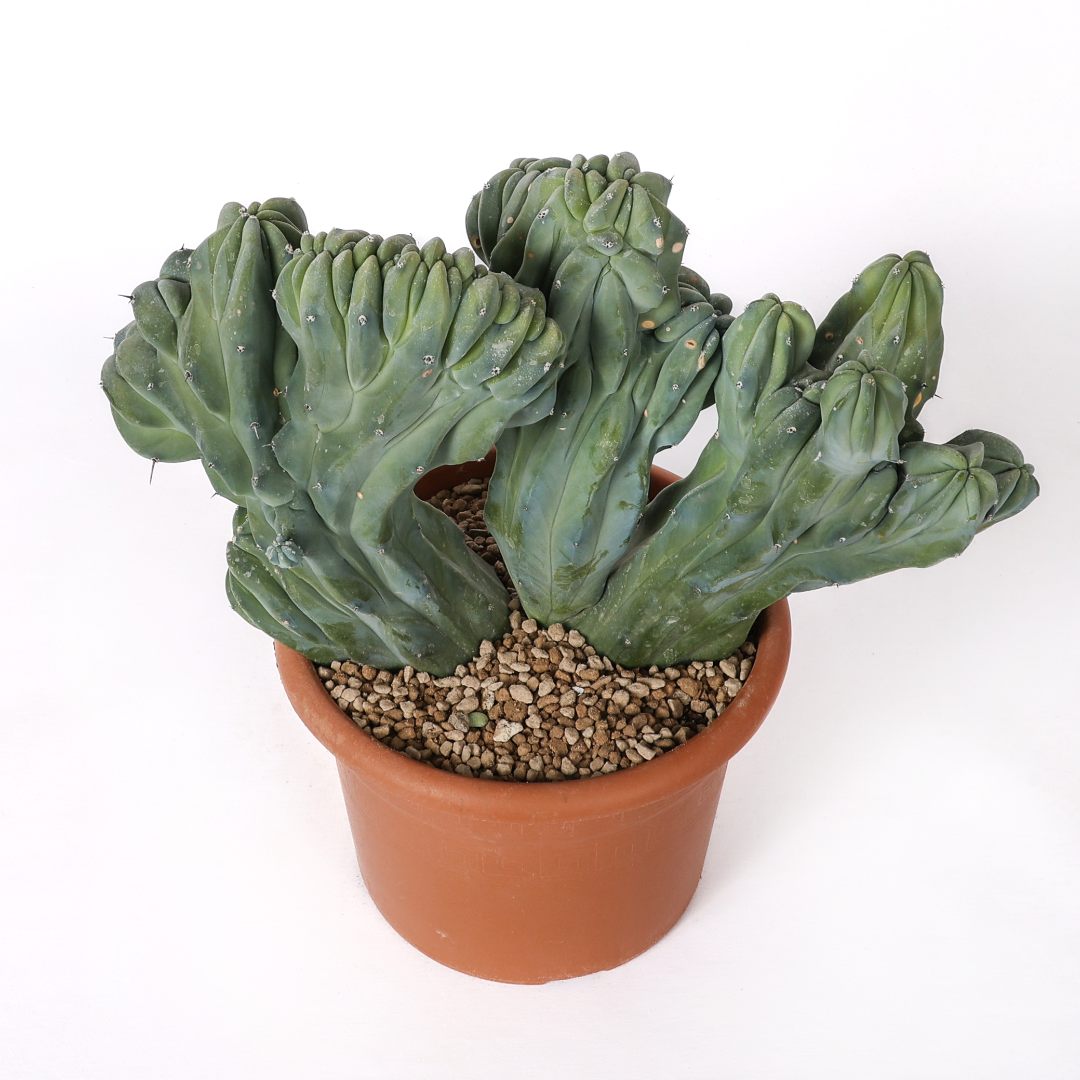 Myrtillocactus geometrizans crestato Ø 25 cm