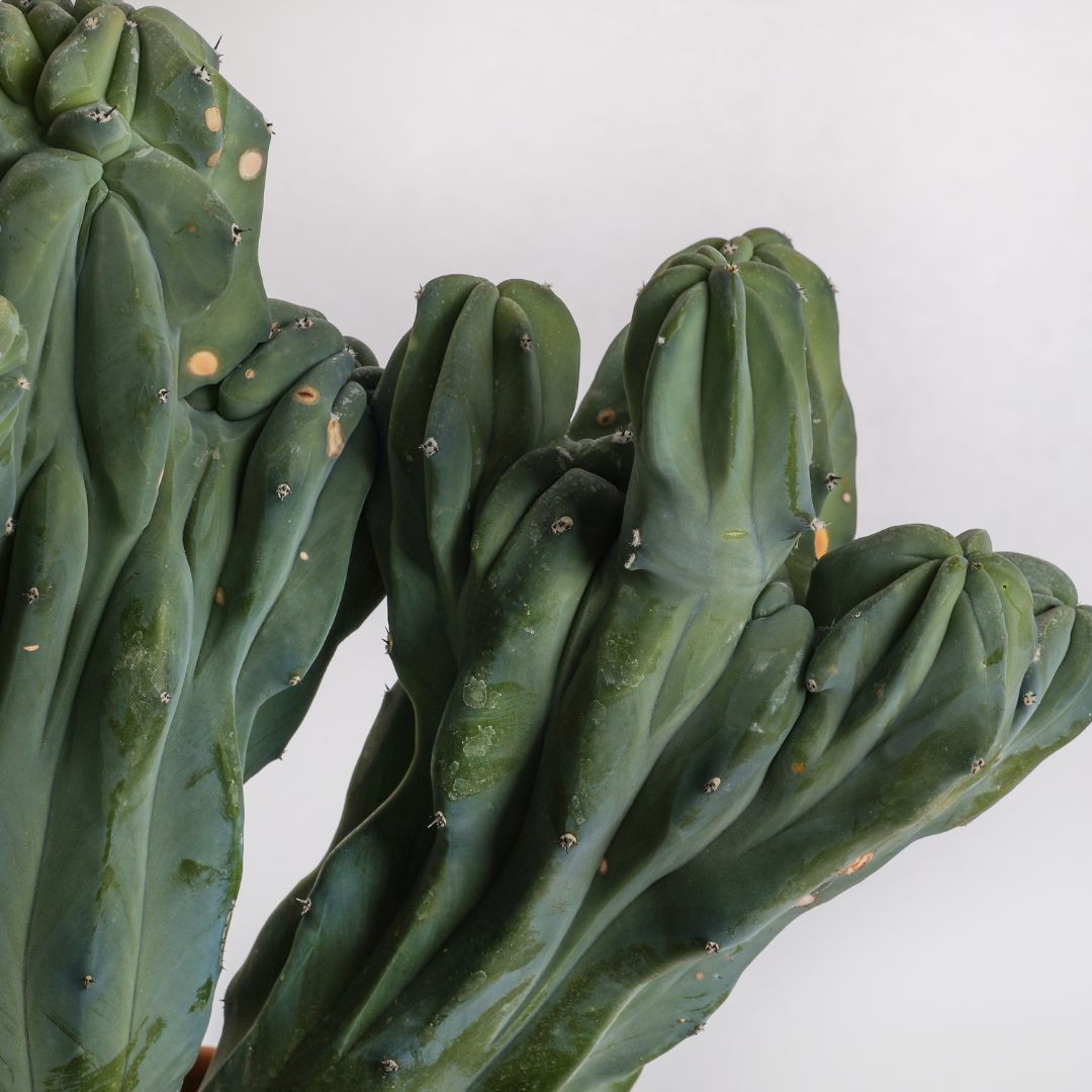 Myrtillocactus geometrizans crestato Ø 25 cm