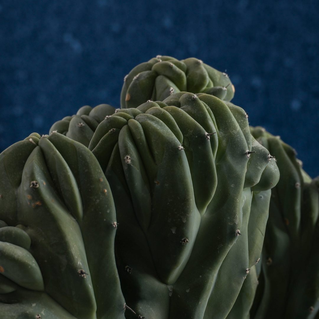 Myrtillocactus geometrizans crestato Ø 25 cm