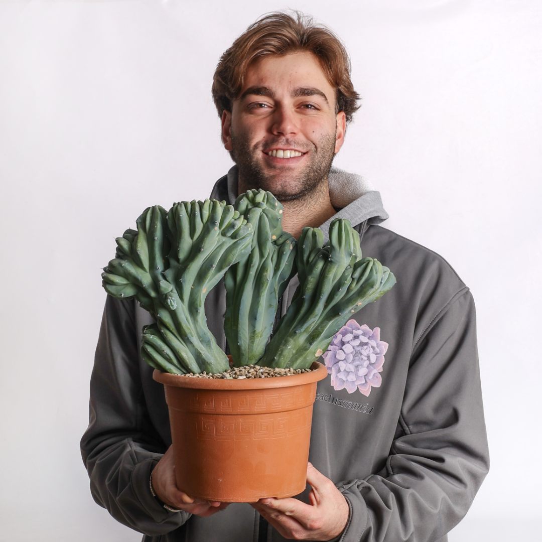 Myrtillocactus geometrizans crestato Ø 25 cm