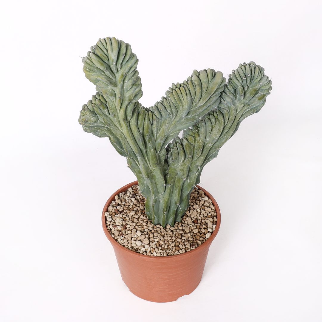Myrtillocactus geometrizans crestato Ø 20 cm