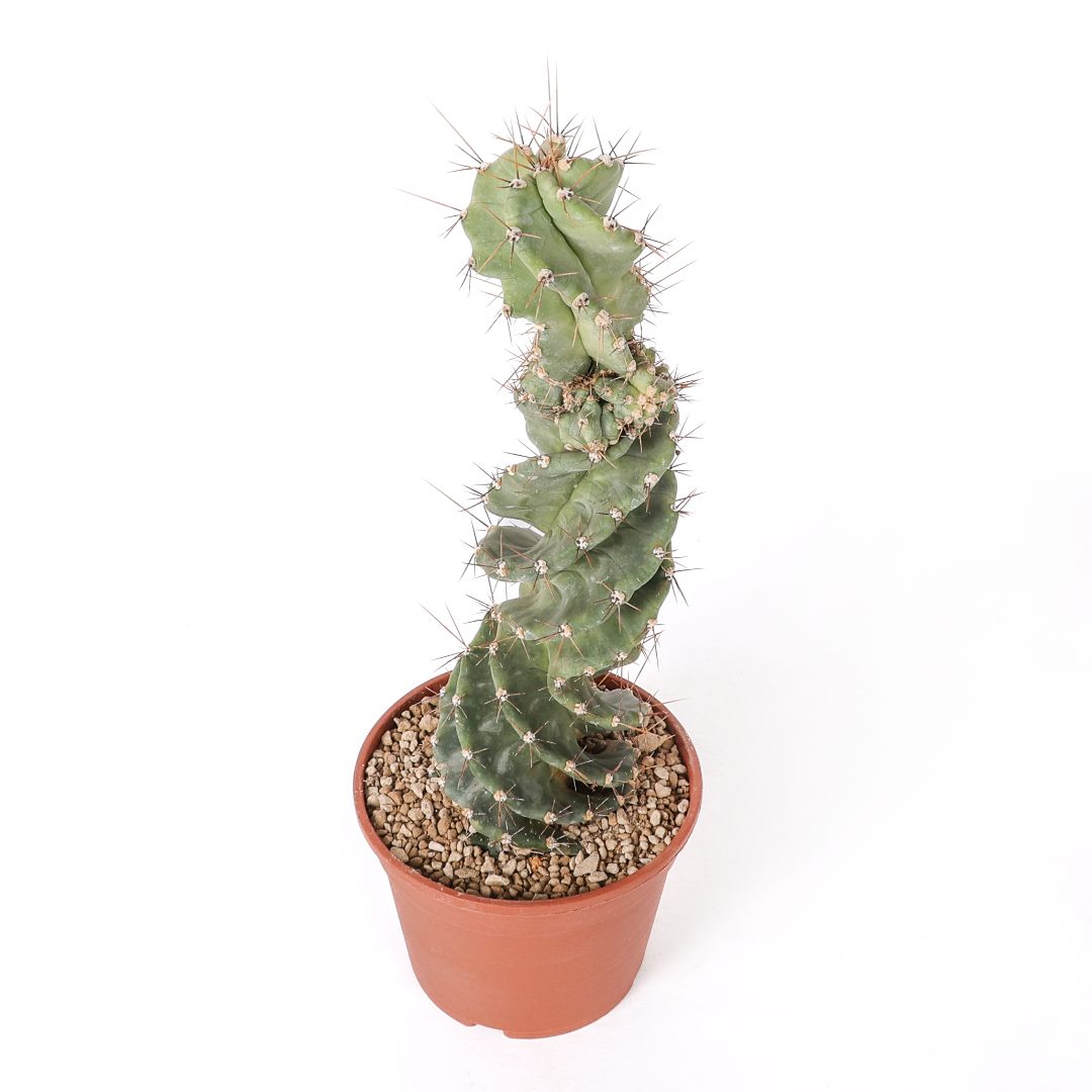 Cereus forbesii spiralis Ø 18 cm