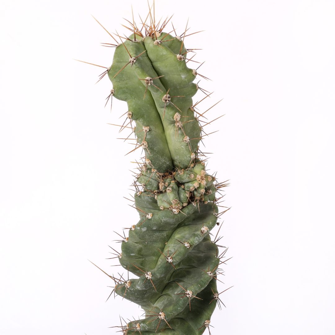 Cereus forbesii spiralis Ø 18 cm