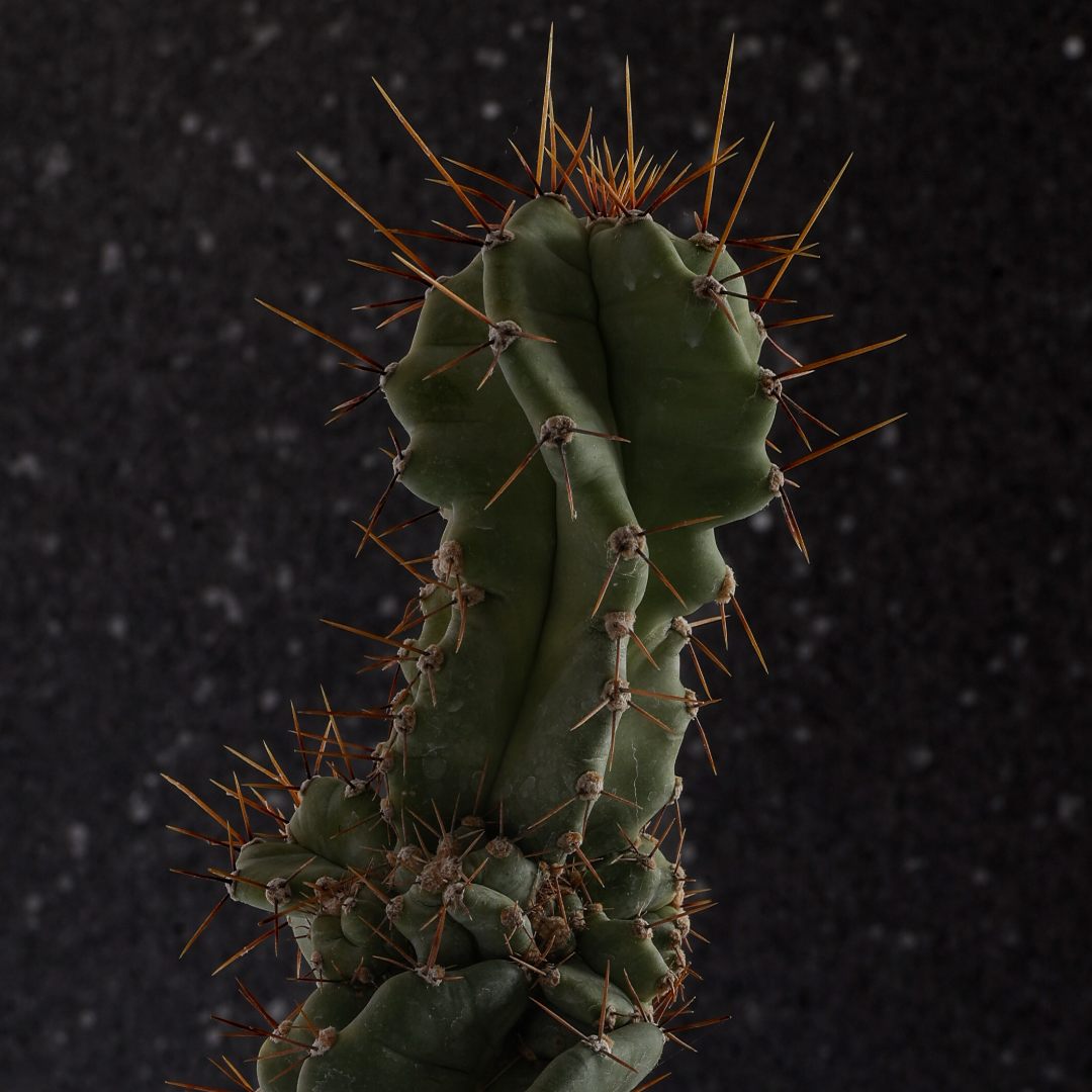 Cereus forbesii spiralis Ø 18 cm