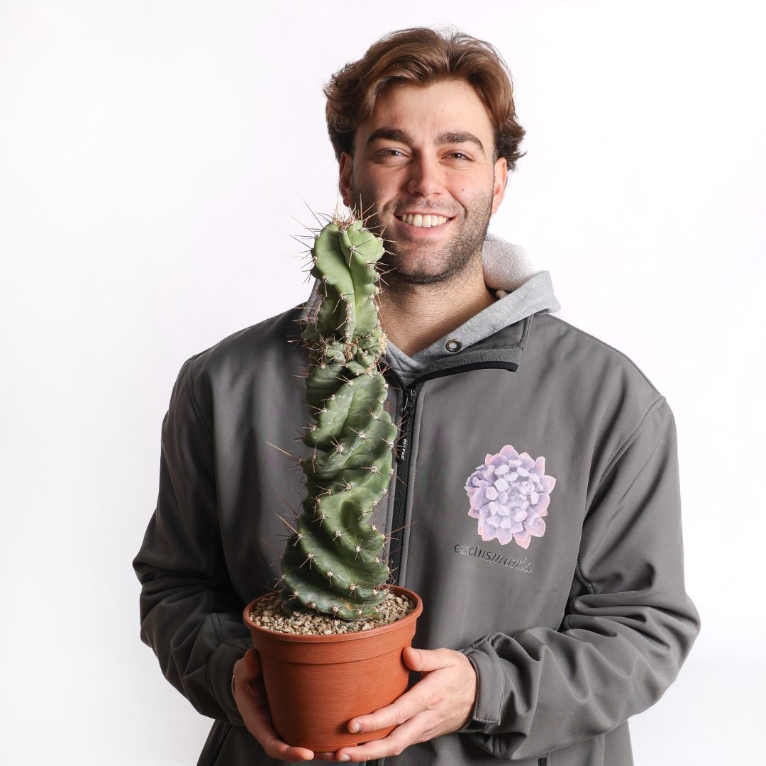 Cereus forbesii spiralis Ø 18 cm
