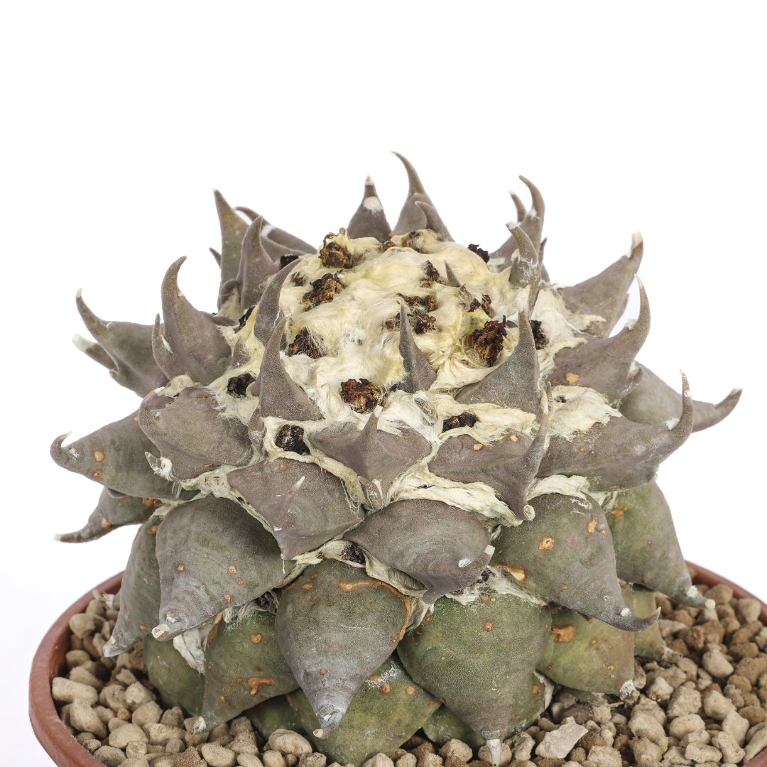 Ariocarpus confusus A. trigonus Rote Blute Ø 18 cm