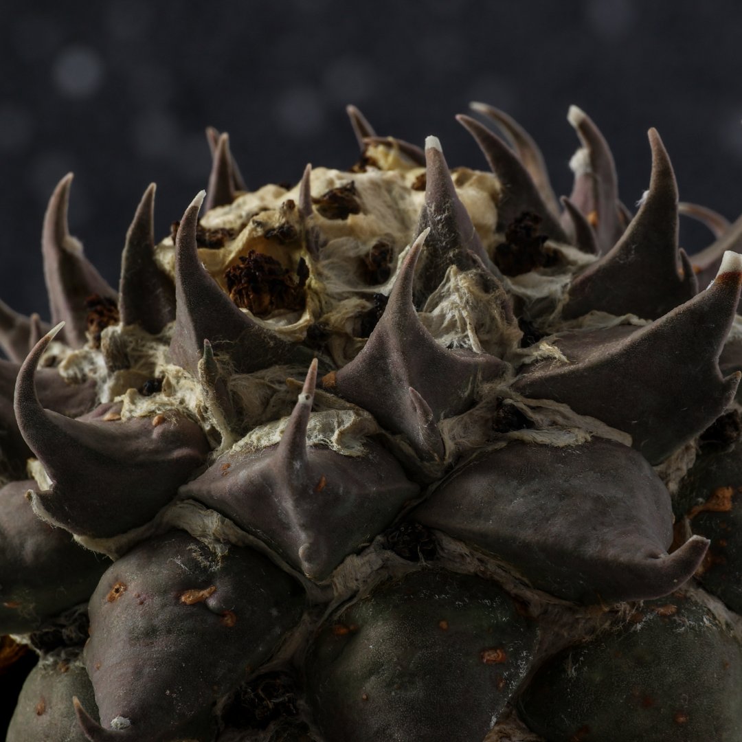Ariocarpus confusus A. trigonus Rote Blute Ø 18 cm
