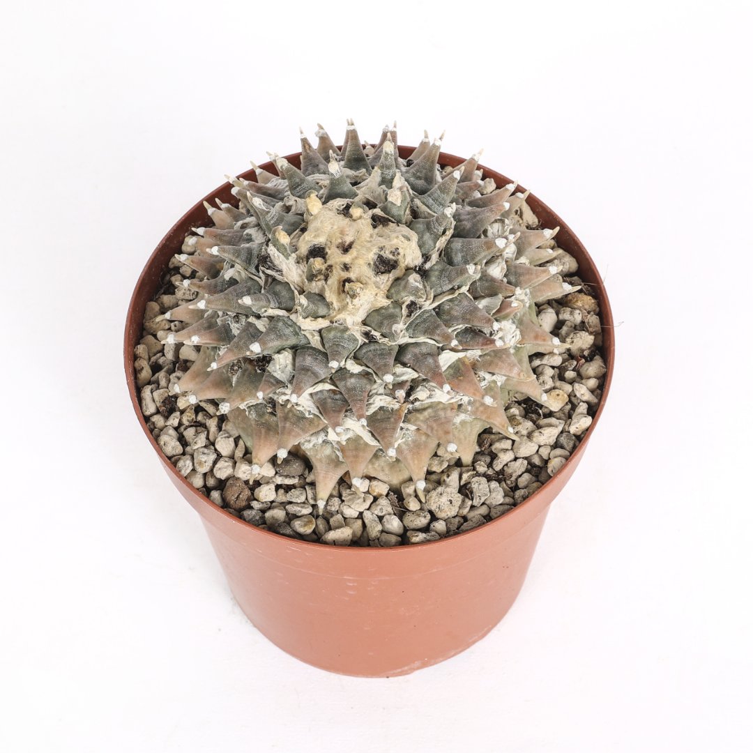 Ariocarpus retusus SB68 Ø 14 cm