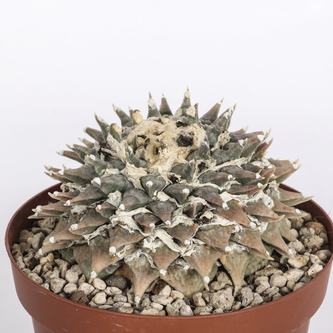 Ariocarpus retusus SB68 Ø 14 cm