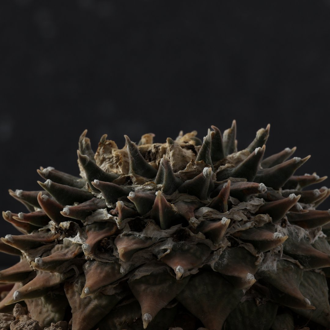 Ariocarpus retusus SB68 Ø 14 cm