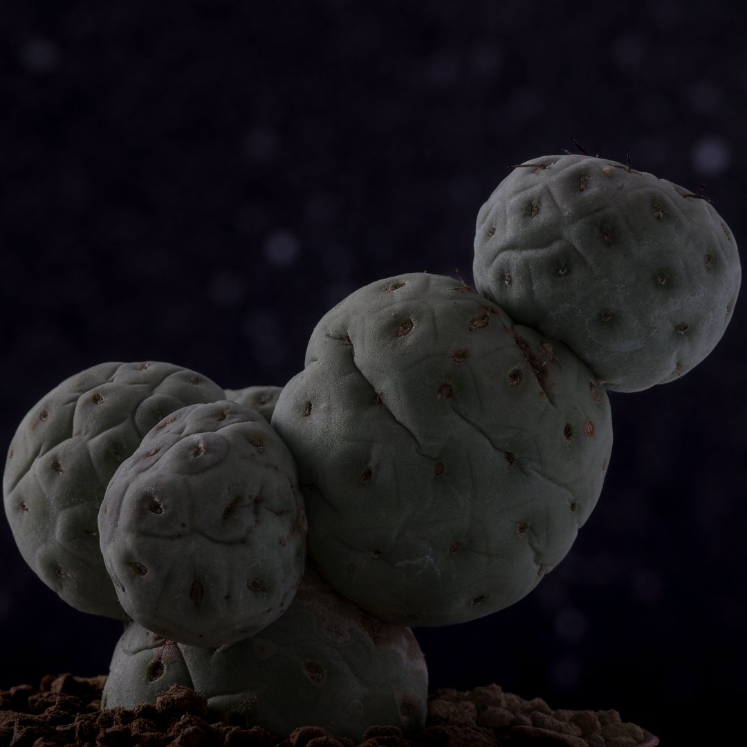 Tephrocactus geometricus crestato "4 palle" Ø 12 cm