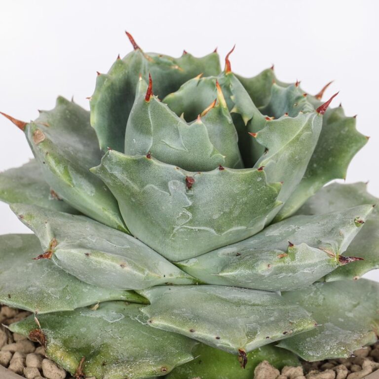 Agave potatorum Ø 14