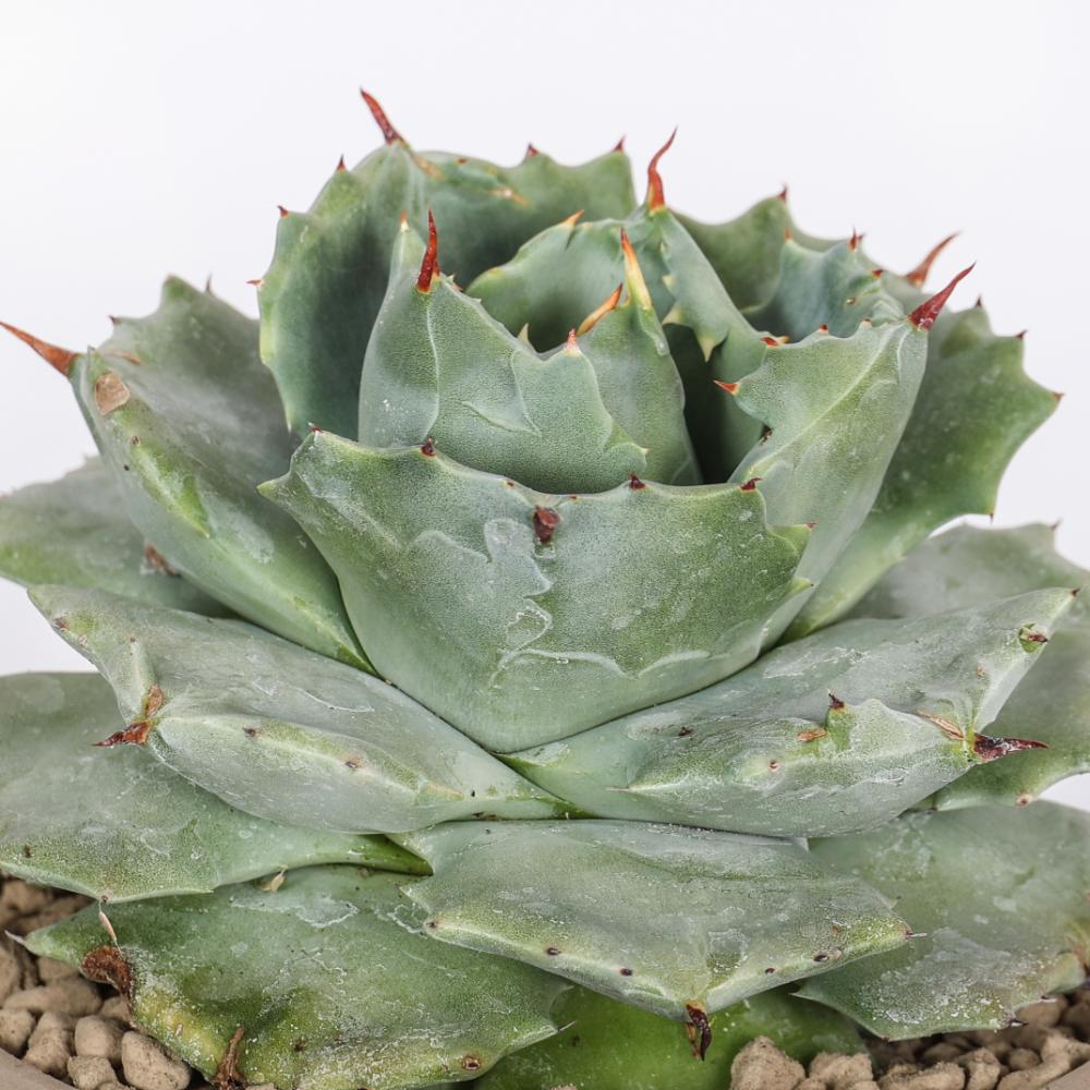 Agave potatorum Ø 14