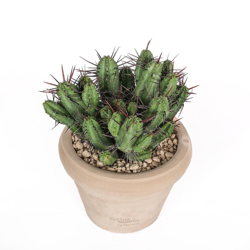Euphorbia enopla Ø 14 cm