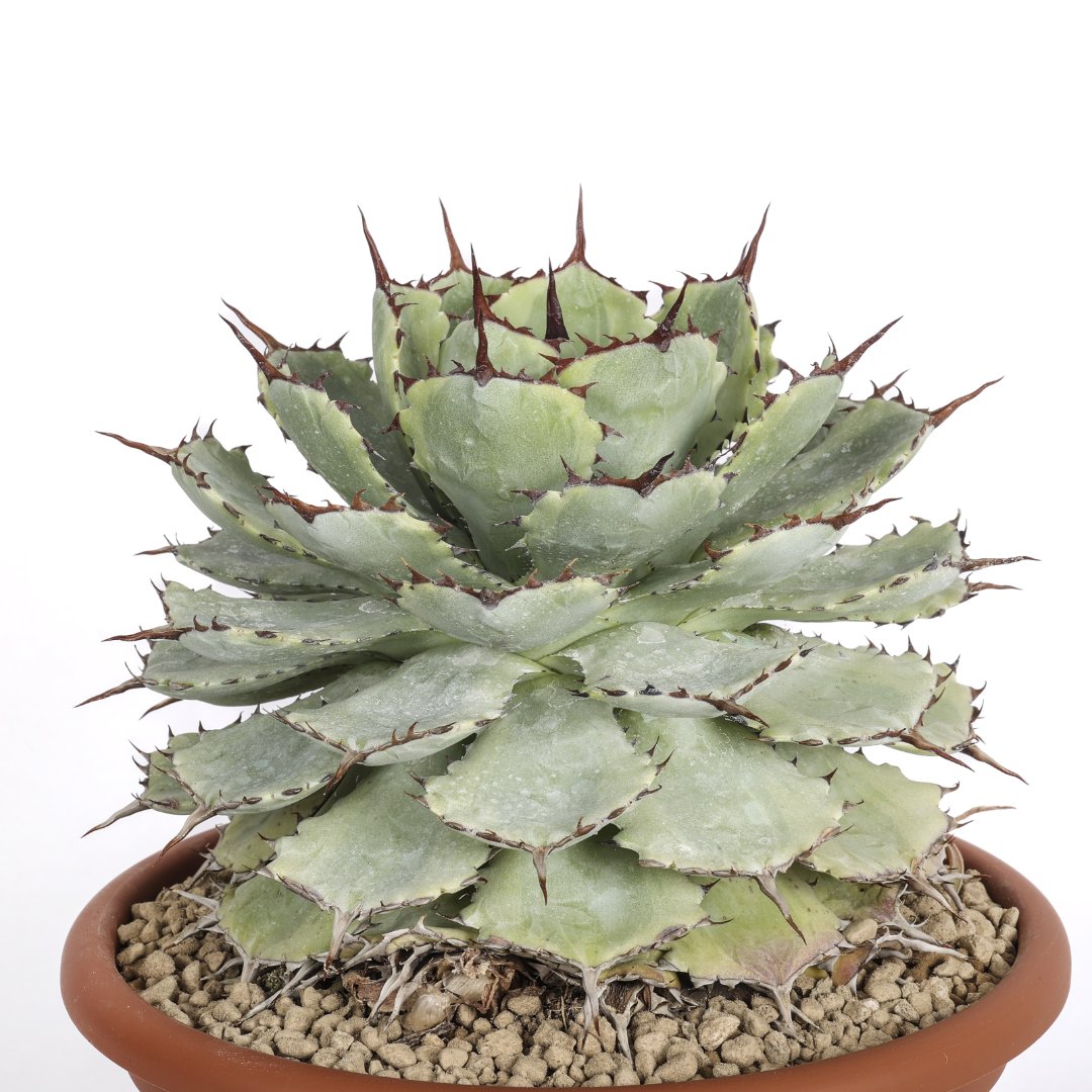 Agave potatorum variegata Ø 25 cm