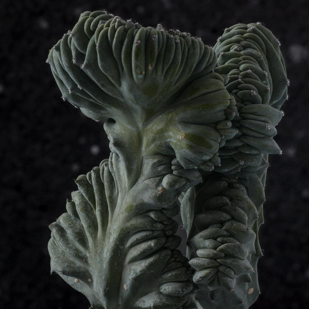 Myrtillocactus geometrizans crestato f. minor Ø 18 cm