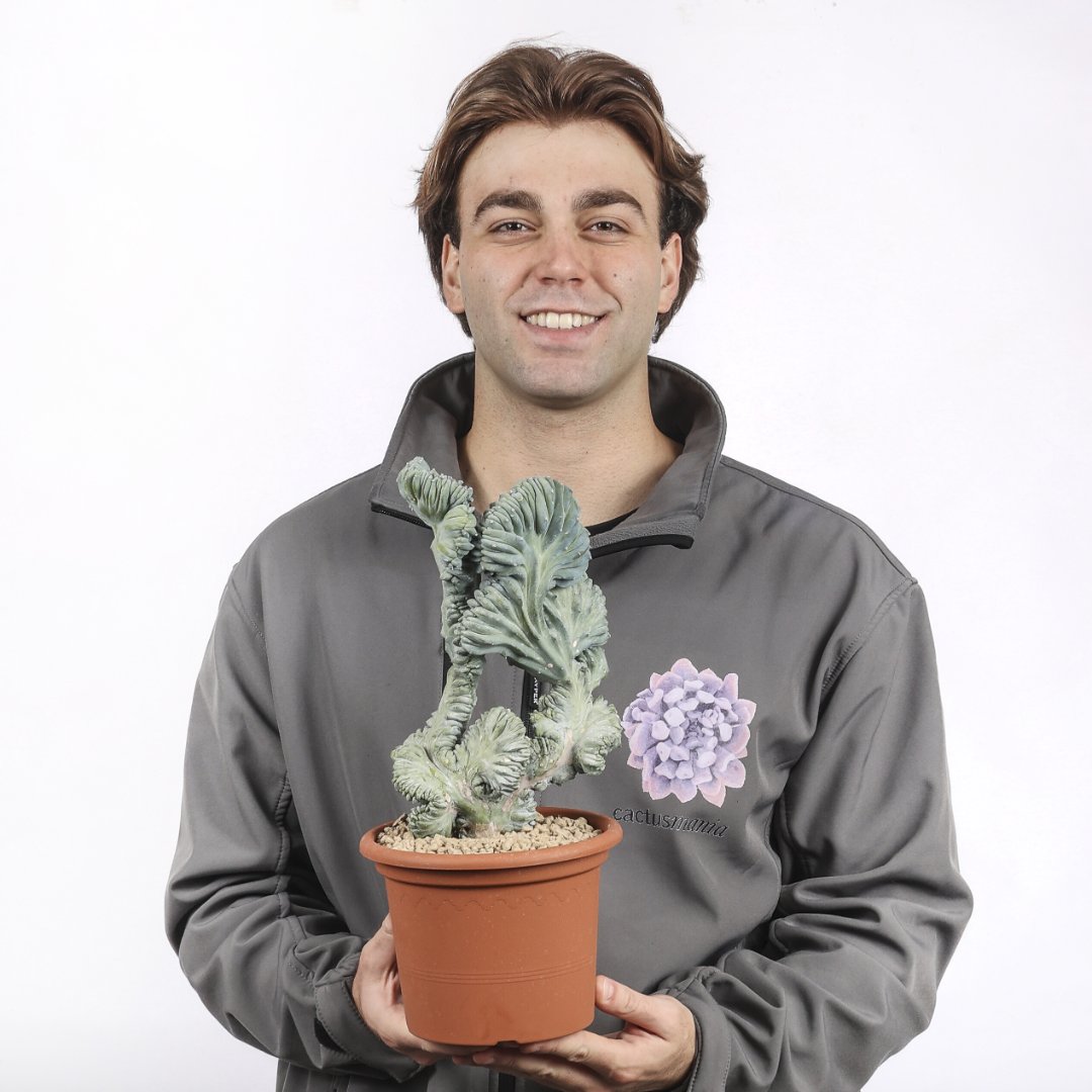 Myrtillocactus geometrizans crestato f. minor Ø 18 cm