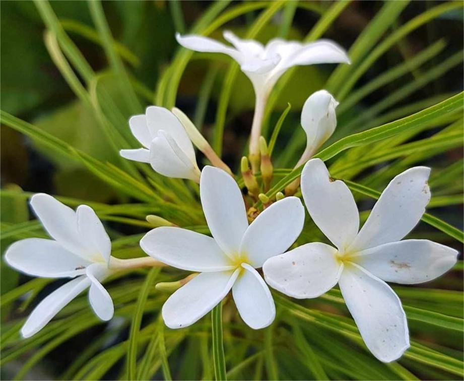 Plumeria filifolia Ø 17 cm - immagine 5