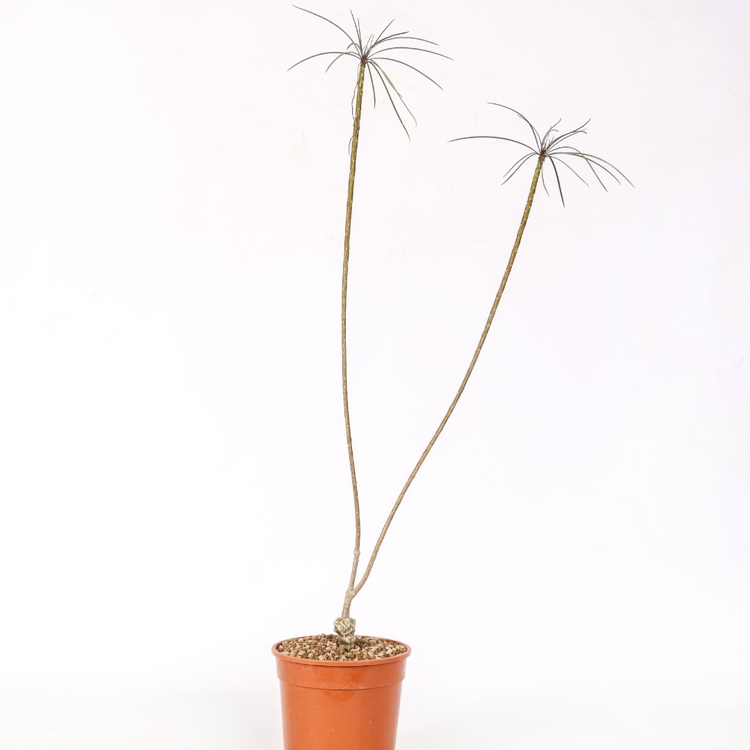 Plumeria filifolia Ø 17 cm