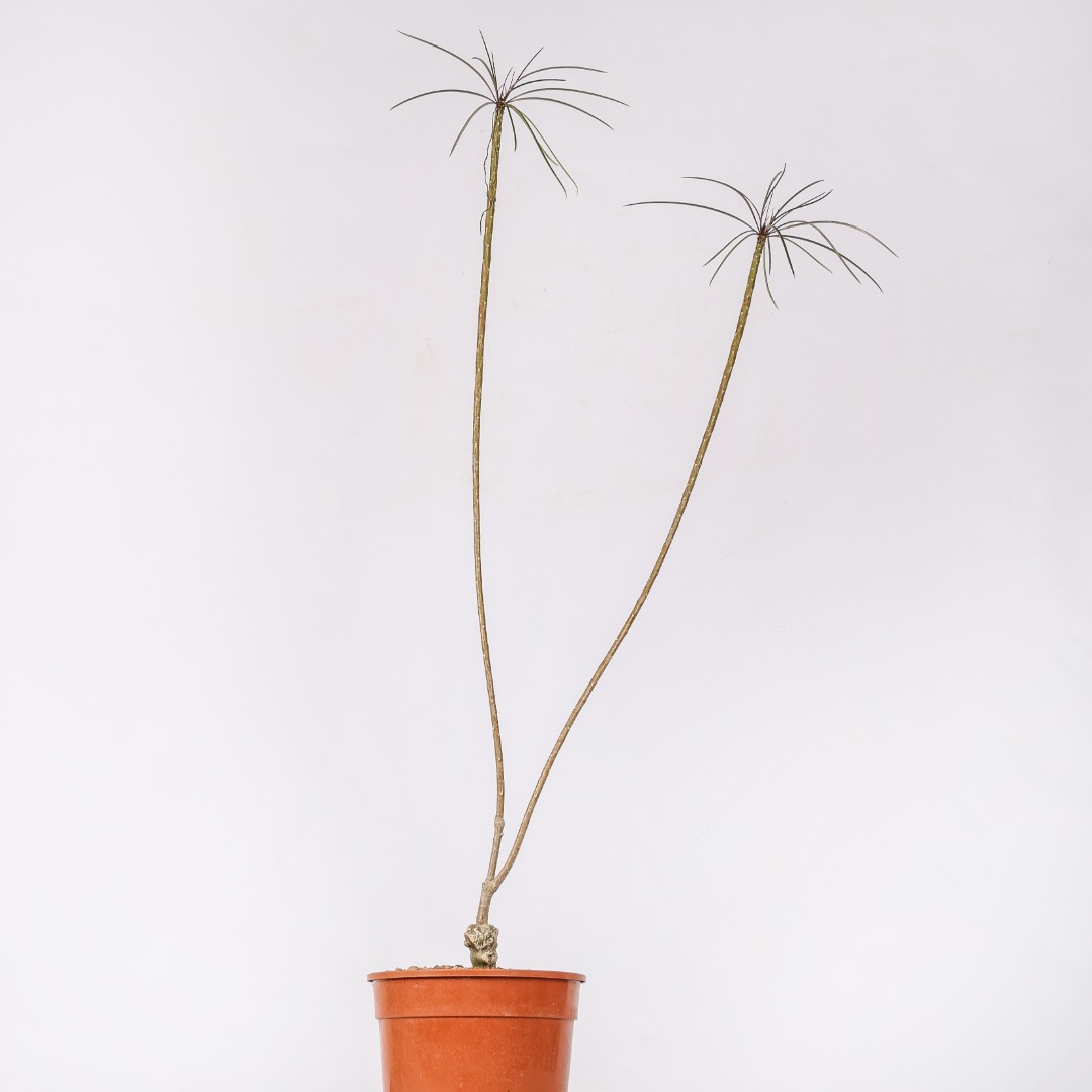 Plumeria filifolia Ø 17 cm