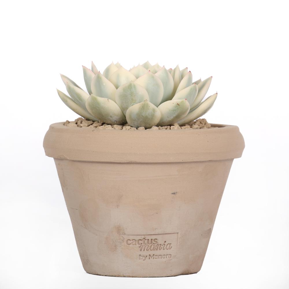 Echeveria Mira f. variegata Ø 14 cm