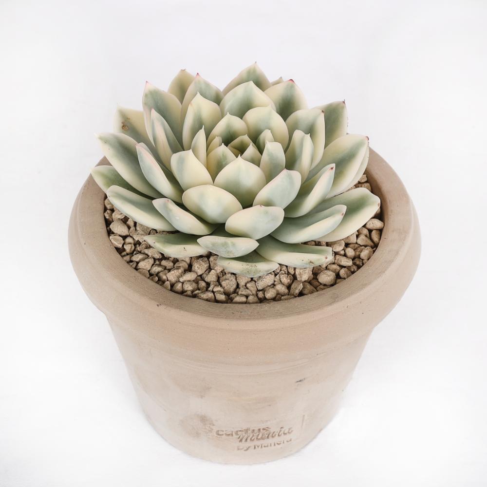 Echeveria Mira f. variegata Ø 14 cm